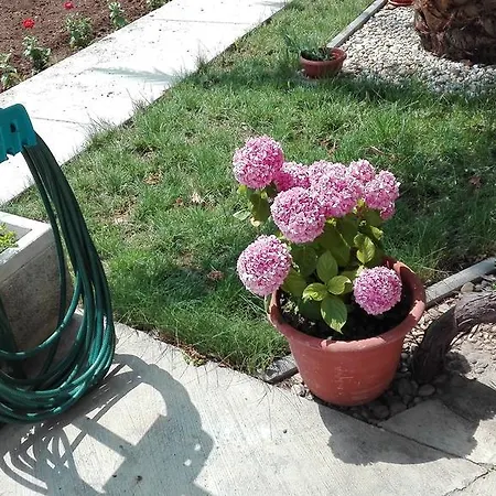 Tomas Betina (Sibenik-Knin)